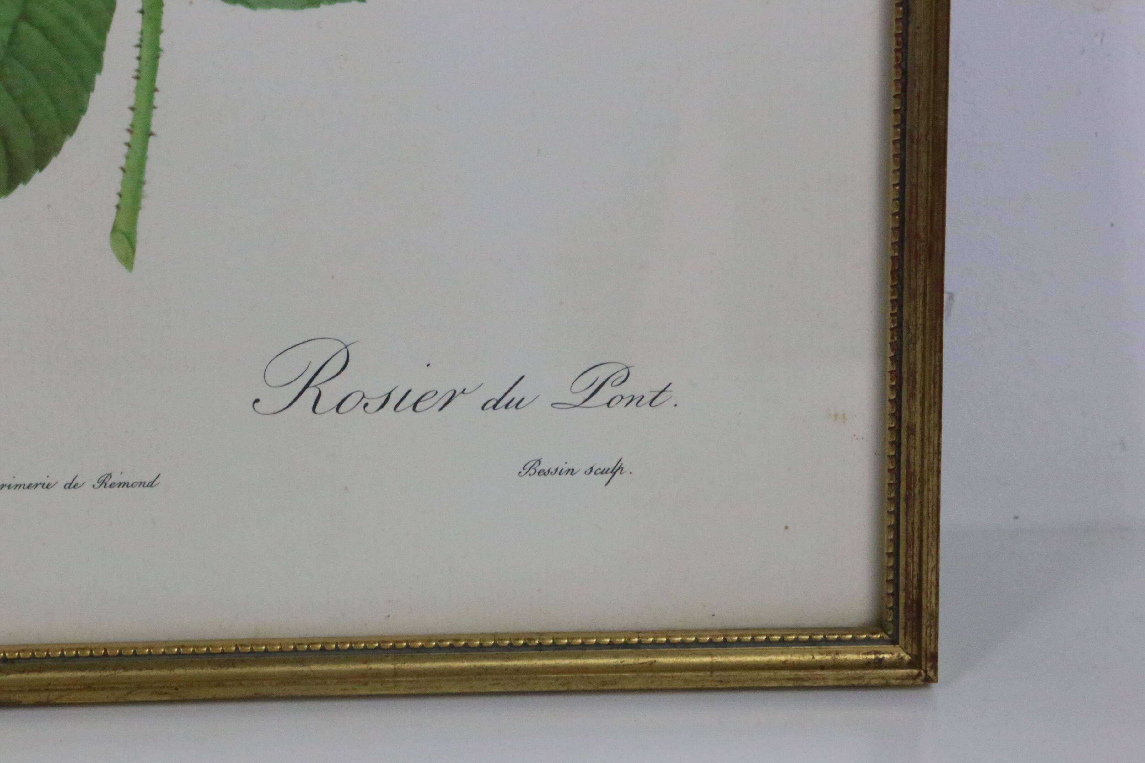 Large framed lithograph by Redouté