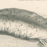 Old engraving of reptiles including salamander, marbled newt, Pl8, 1834