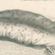 Old engraving of reptiles including salamander, marbled newt, Pl8, 1834