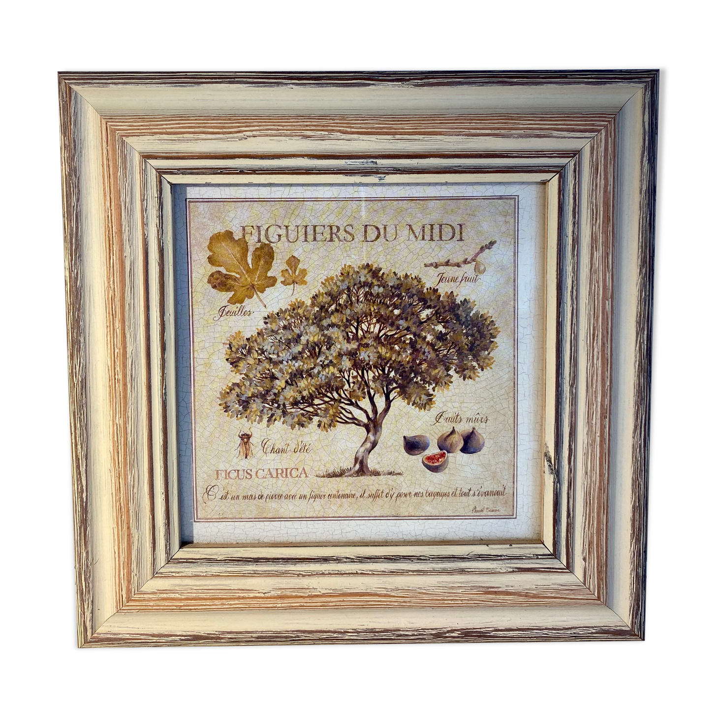 Botanical painting, fig tree of the south, XXI century