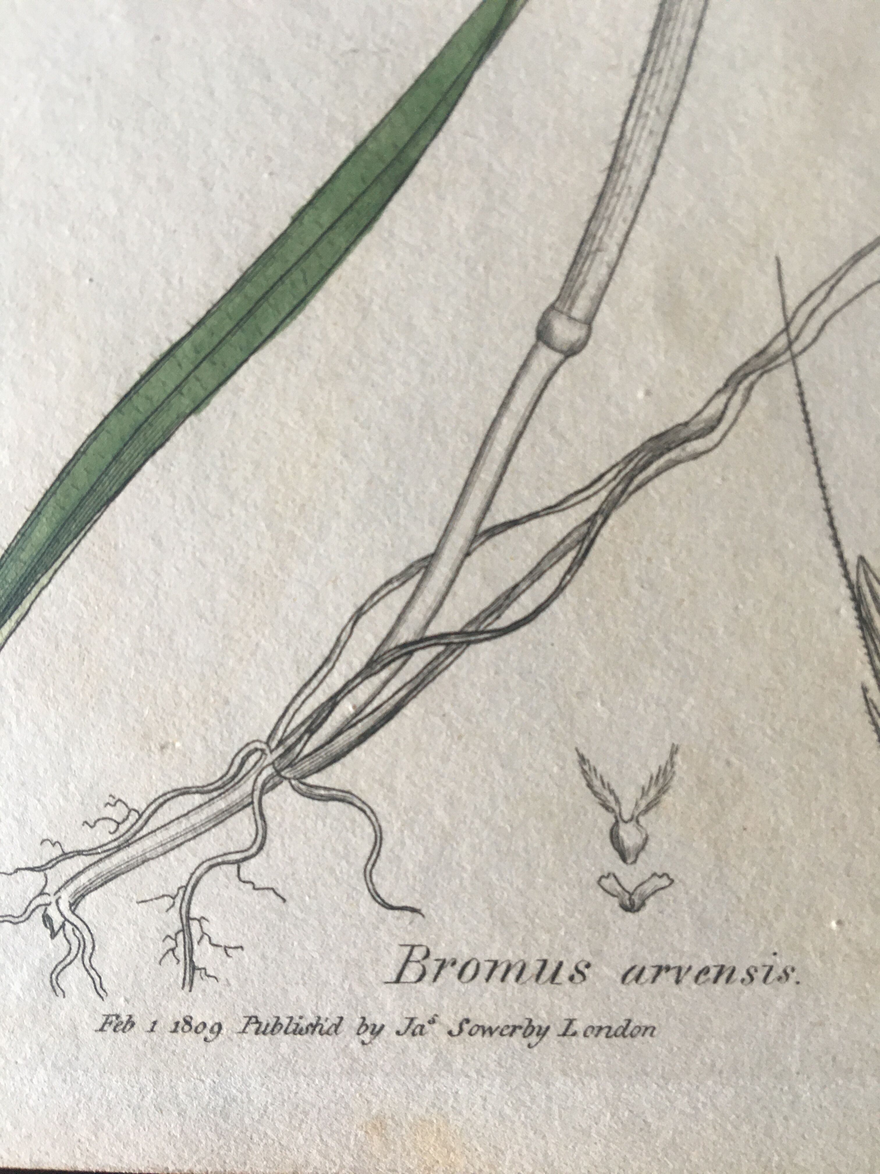 Planche herbier, Ed Londres, 1809