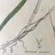 Planche herbier, Ed Londres, 1809