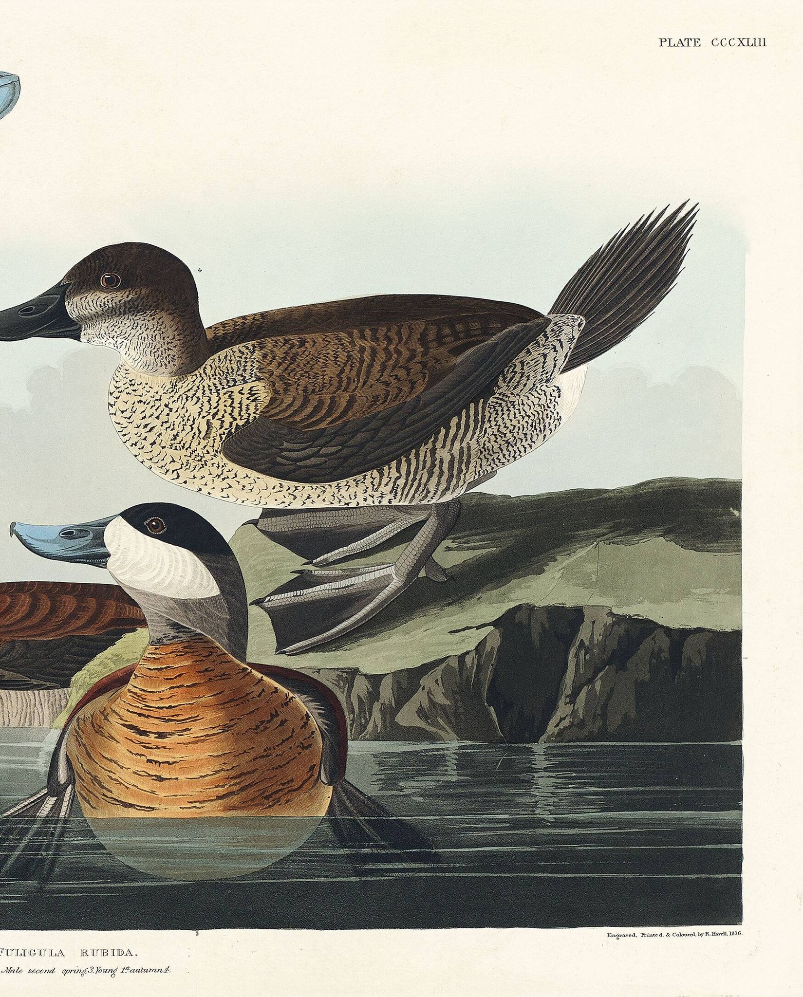 Poster about the red-tailed duck, based on an old engraving from 1827.