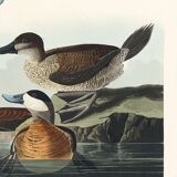 Poster about the red-tailed duck, based on an old engraving from 1827.