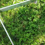 Coat rack on stainless steel stand year 70/80