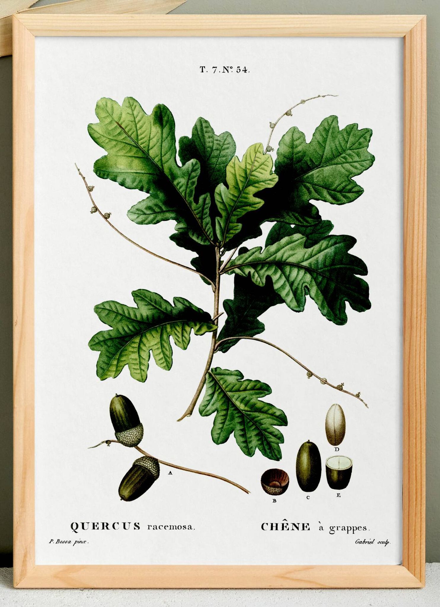 Affiche sur le chêne, d’après une gravure de 1802