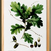 Affiche sur le chêne, d’après une gravure de 1802