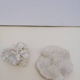 Coral coral