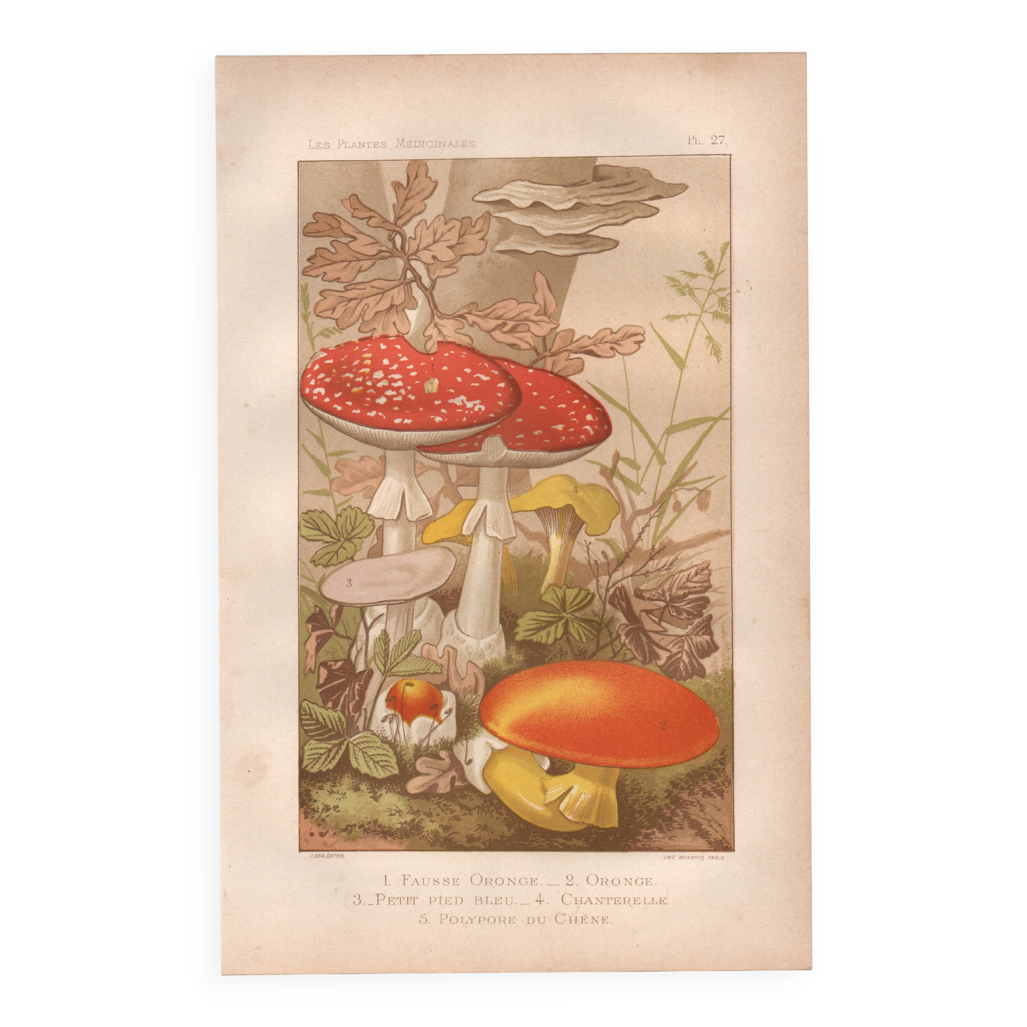 Old engraving from 1889 - Medicinal mushrooms - Botanical illustration