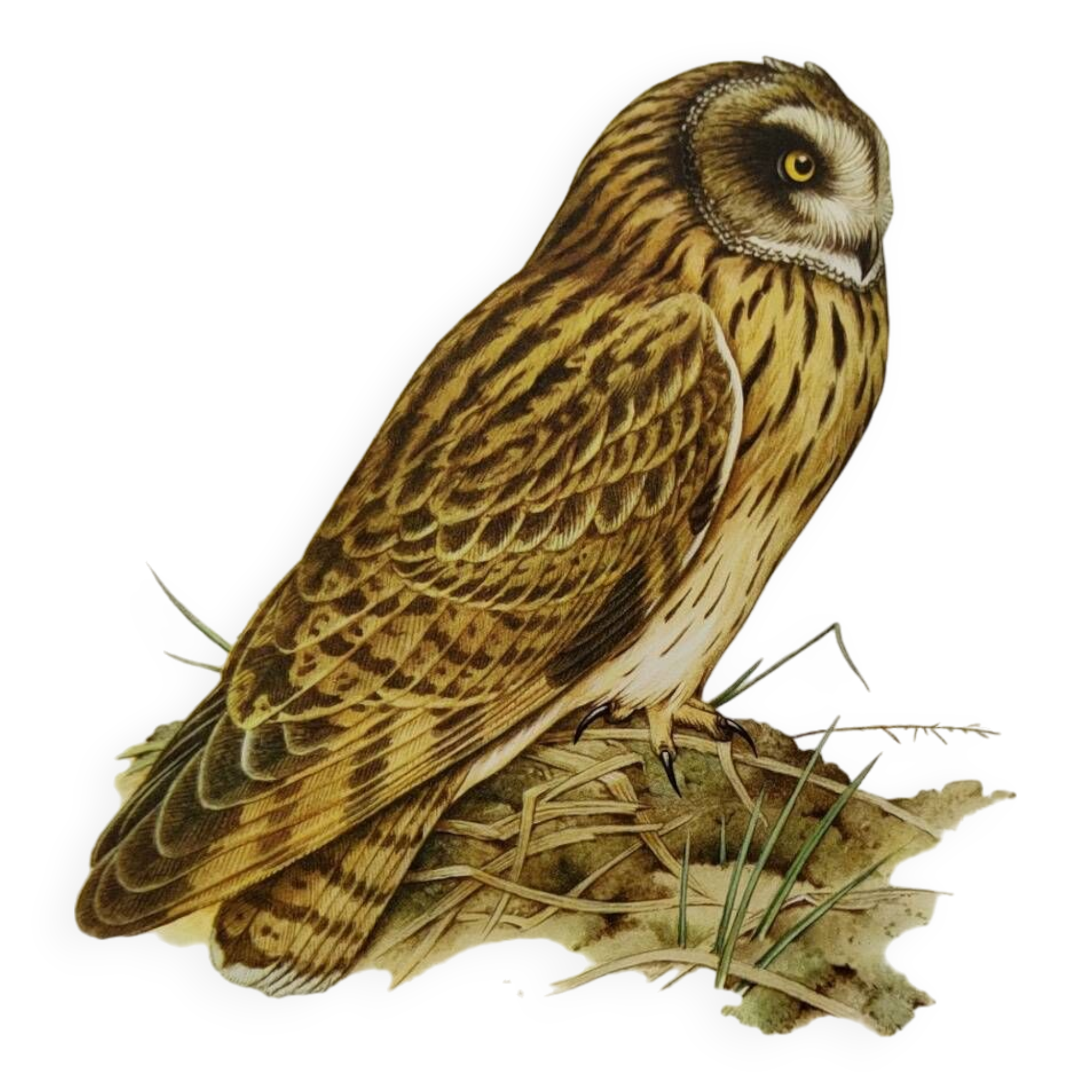 Bird board 1960s - Short-eared Owl - Vintage zoological and ornithological illustration