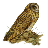 Planche oiseaux Années 1960 - Hibou des Marais - Illustration zoologique et ornithologique vintage