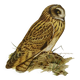 Bird board 1960s - Short-eared Owl - Vintage zoological and ornithological illustration