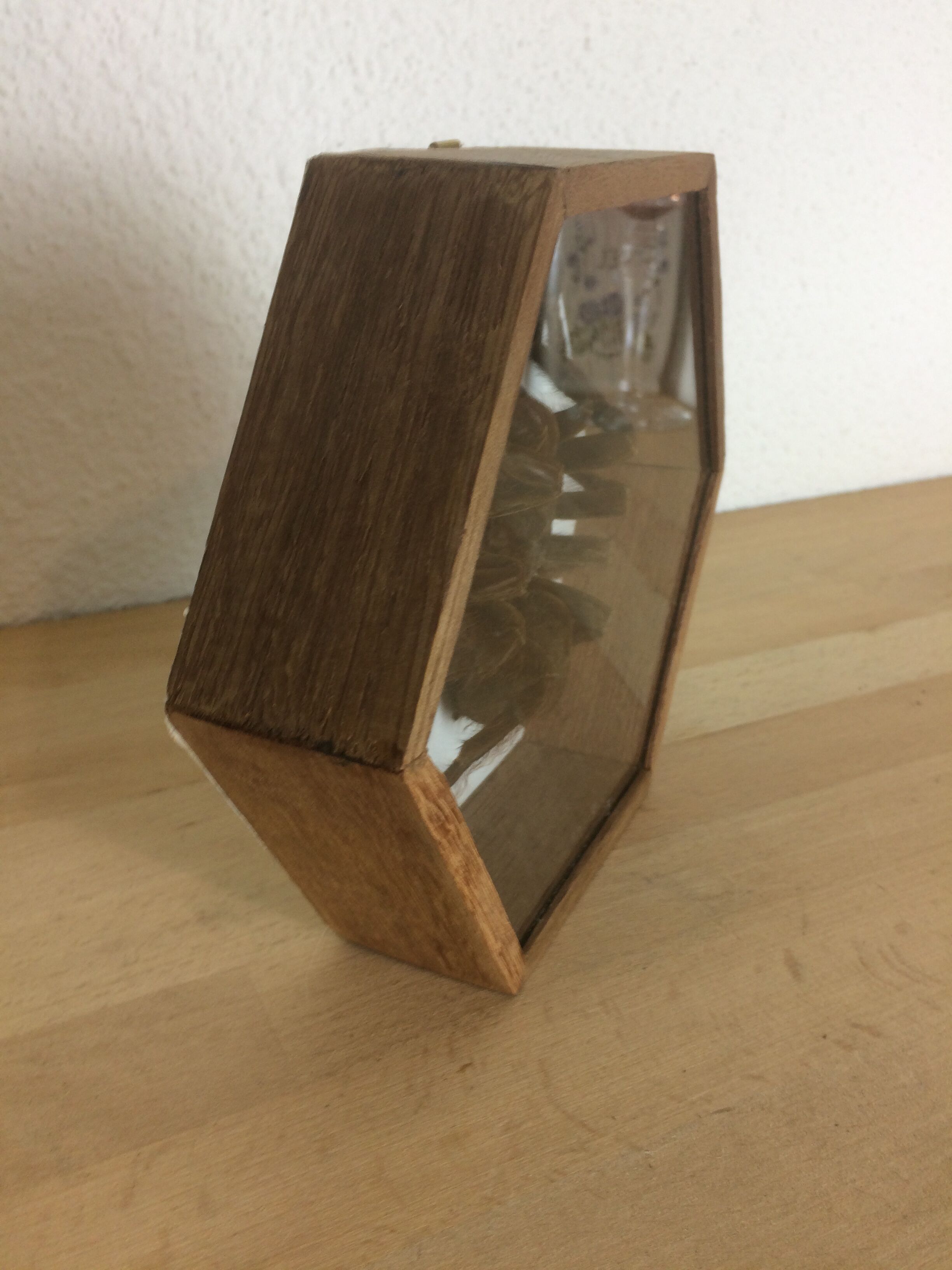 Naturalized mygal spider under hexagonal frame