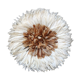 Juju hat beige and white 50cm