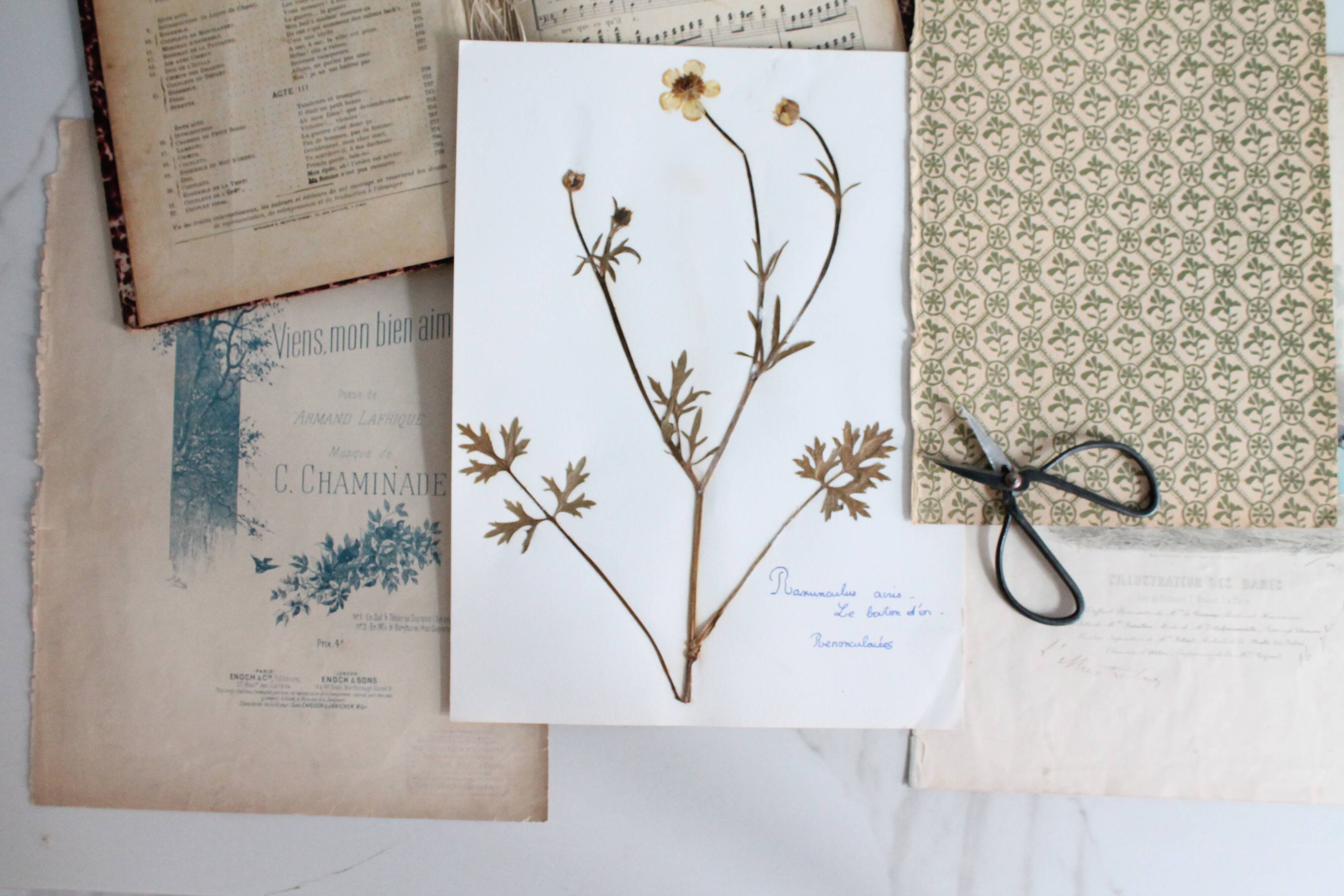 Old French botanical plate – Pressed plant (Buttercup) Format