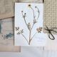 Old French botanical plate – Pressed plant (Buttercup) Format