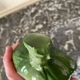 Artichoke-shaped dish