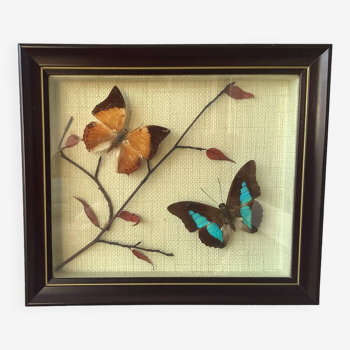 Vintage naturalized butterflies frame - cabinet of curiosities - taxidermy