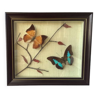 Vintage naturalized butterflies frame - cabinet of curiosities - taxidermy