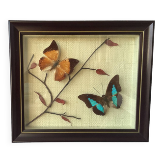 Cadre papillons naturalisés vintage - cabinet de curiosité - taxidermie