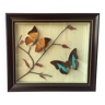 Vintage naturalized butterflies frame - cabinet of curiosities - taxidermy