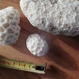 Lot of corals
