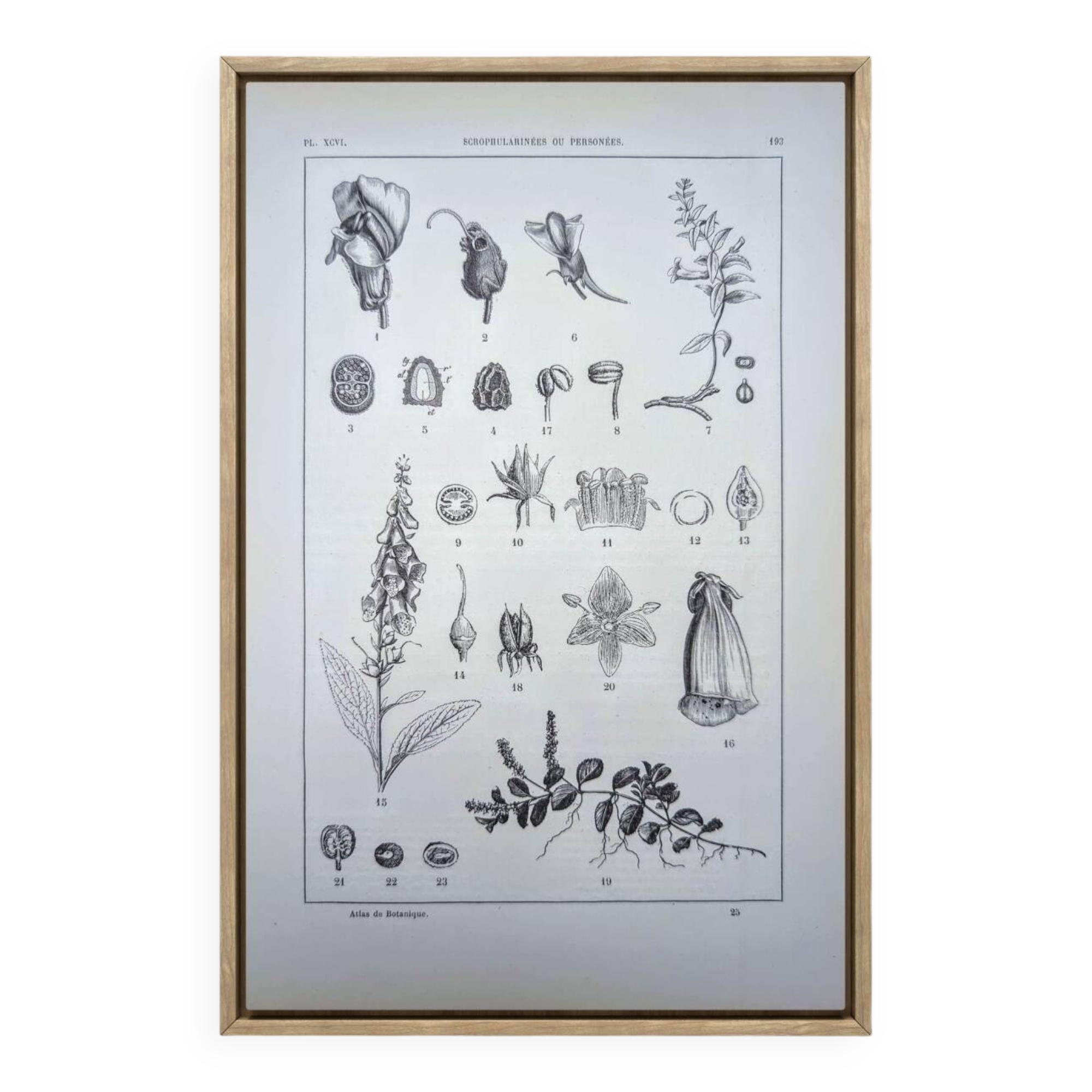 Imprimée en 1889, les scrophularinées. Planche botanique ancienne.