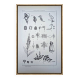 Imprimée en 1889, les scrophularinées. Planche botanique ancienne.