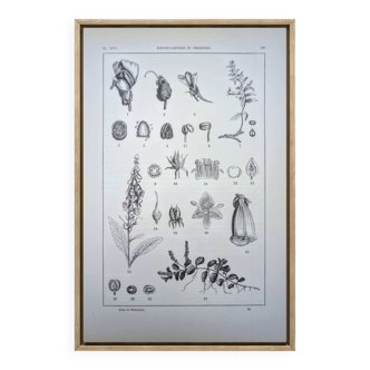 Imprimée en 1889, les scrophularinées. Planche botanique ancienne.