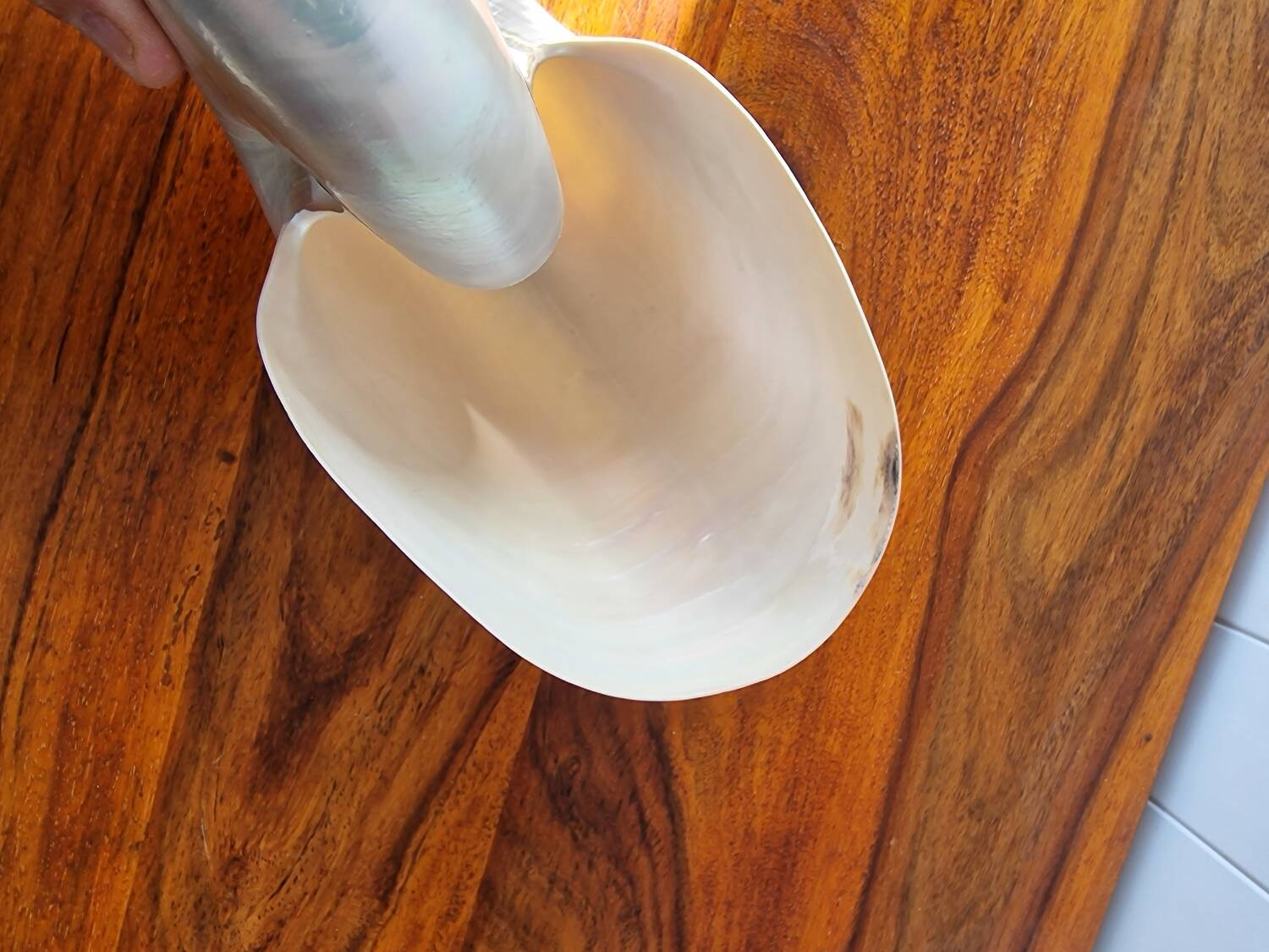 Nautilus Mother-of-pearl shell Nautilus