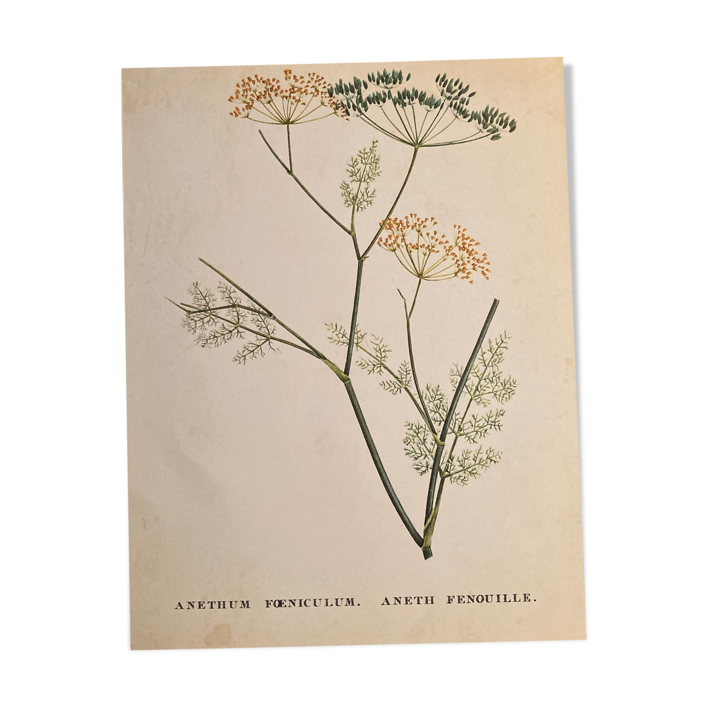 Botanical poster Anethum Feniculum