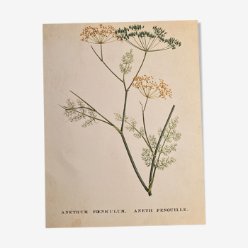 Affiche botanique Anethum Feniculum