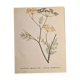 Affiche botanique Anethum Feniculum