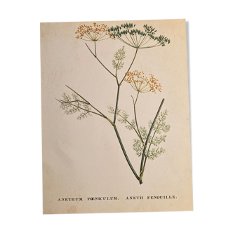 Affiche botanique Anethum Feniculum