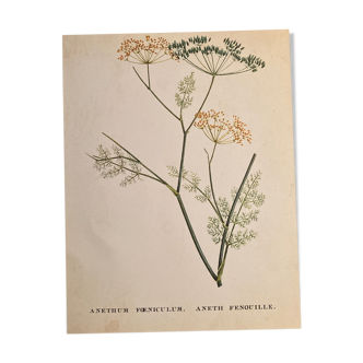 Botanical poster Anethum Feniculum