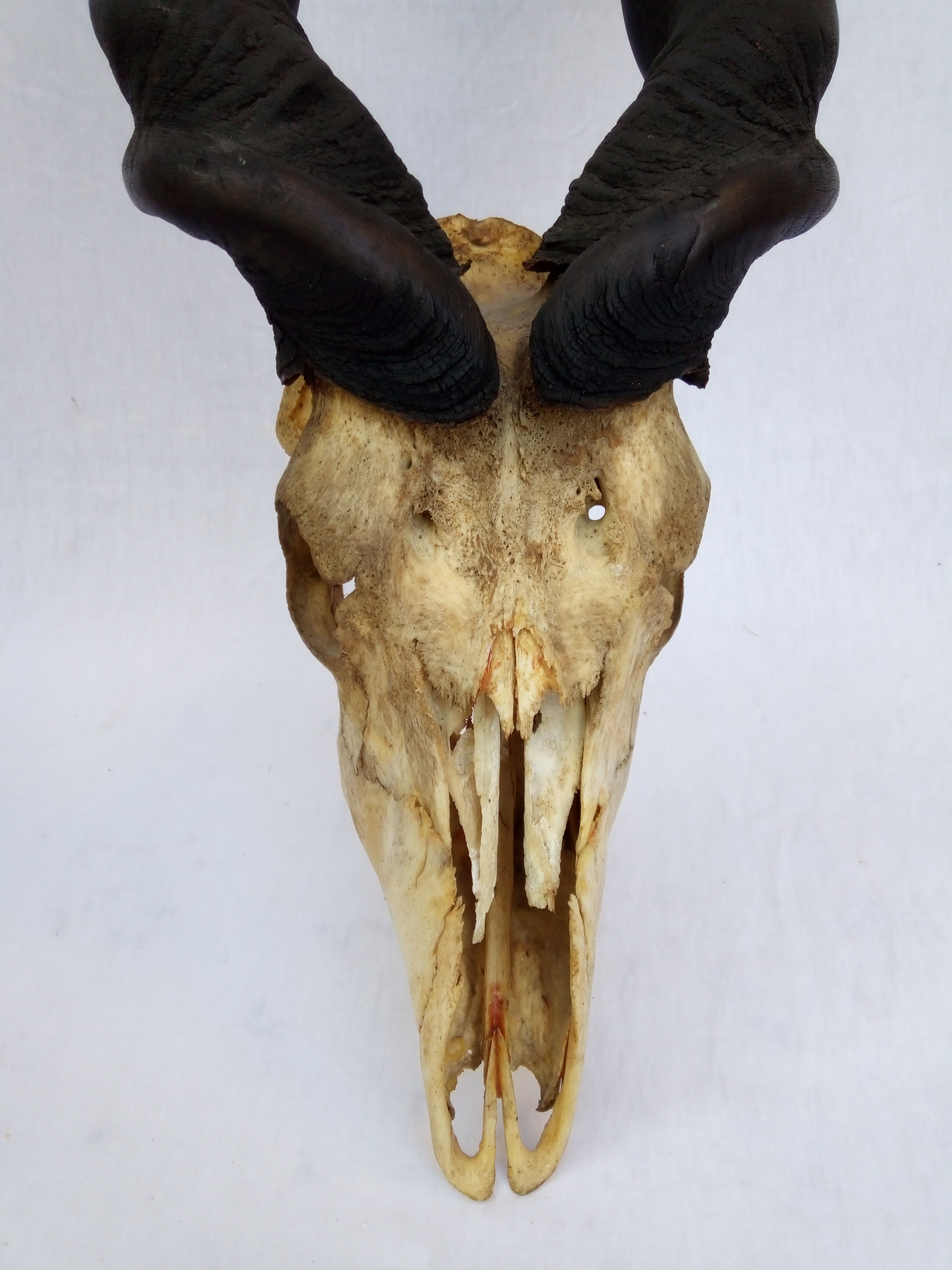 Ancient and very large hunting trophy. Derby Elk