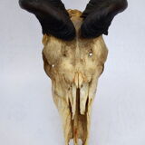 Ancient and very large hunting trophy. Derby Elk