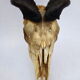 Ancient and very large hunting trophy. Derby Elk