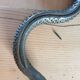 Serpent rappe a bois