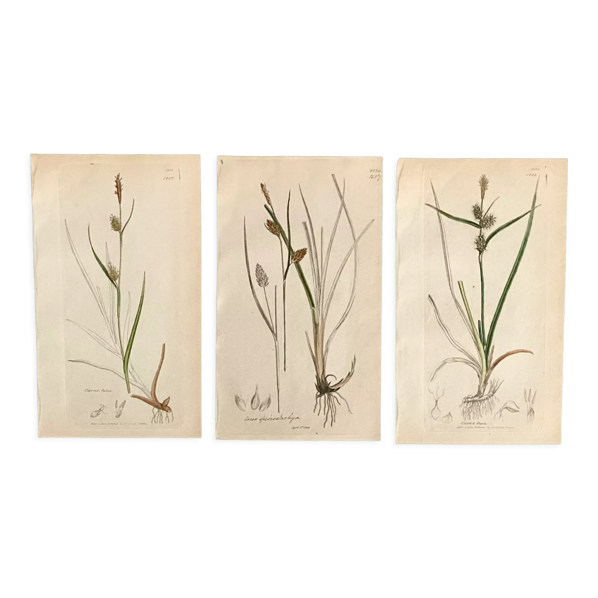 Trio of English Botanical Posters, 1809
