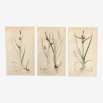 Trio of English Botanical Posters, 1809