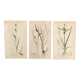 Trio of English Botanical Posters, 1809