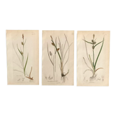 Trio of English Botanical Posters, 1809