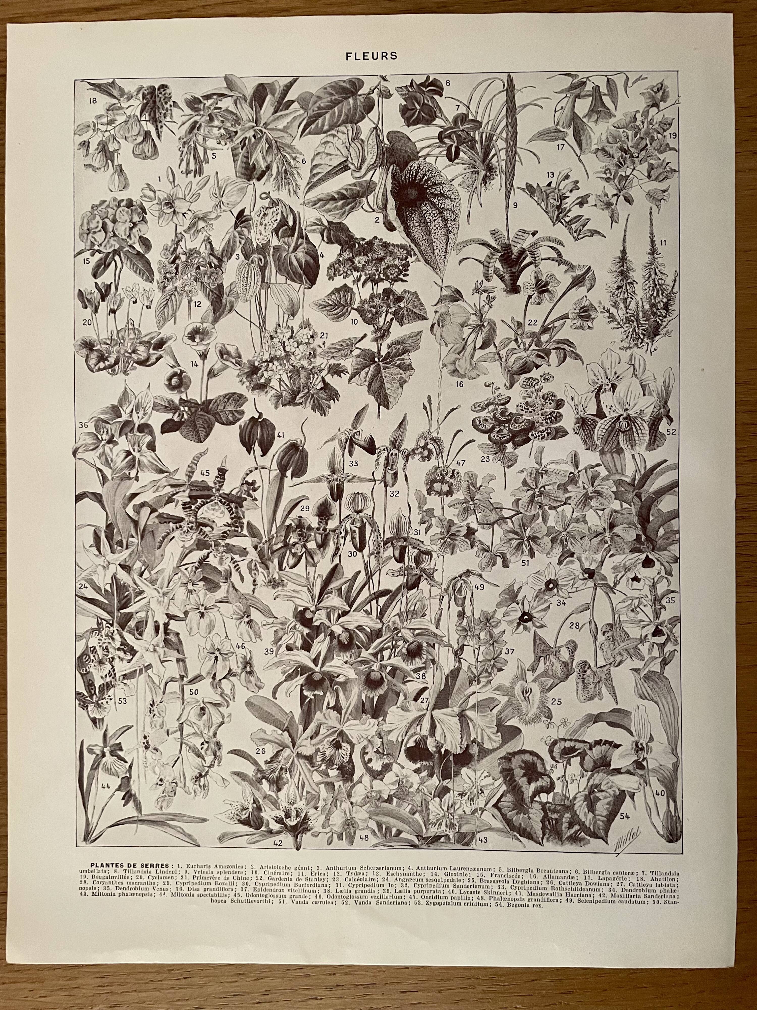 Lithograph on flowers (trees and shrubs) - 1930