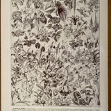 Lithograph on flowers (trees and shrubs) - 1930