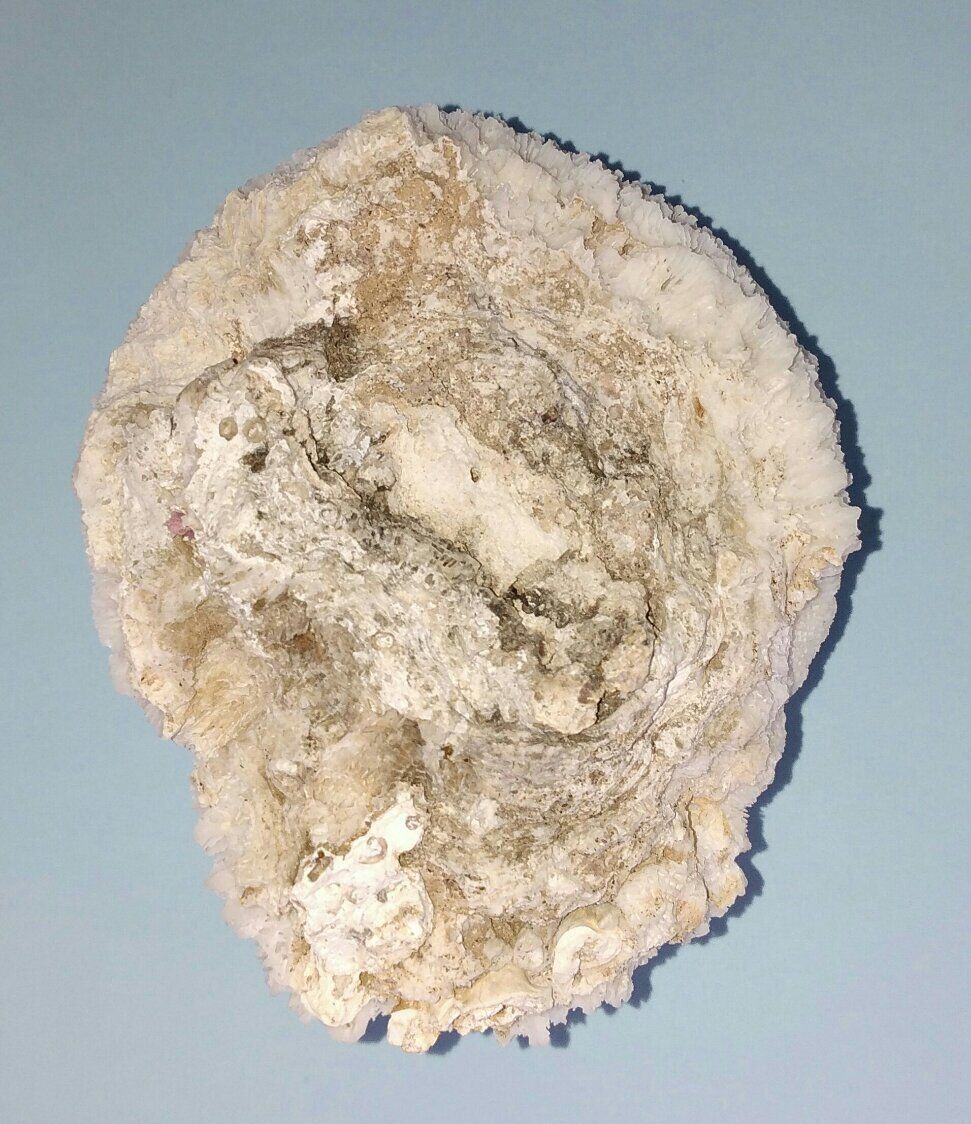 Old white ball coral