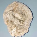 Old white ball coral