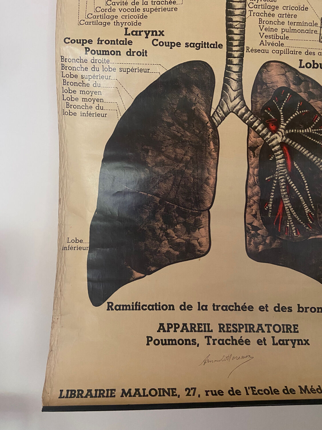 Anatomical chart of the respiratory system 1930s