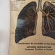 Anatomical chart of the respiratory system 1930s