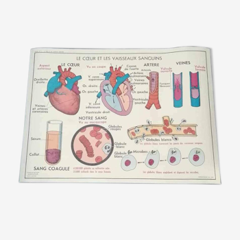 Affiche scolaire vintage - Le coeur et les vaisseaux sanguins l’absorption et la déglutition